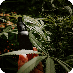 Guide.Taklope.com : votre plateforme 100% guides pour vapoteurs 27 Voir les guides sur le CBD