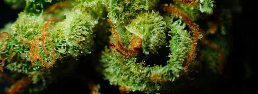 CBD et Tests Salivaires : Tout savoir en 10 points 17 Titre 1 jpeg 16