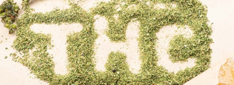 Interdiction de vente des fleurs de CBD : suspendue le 24/01 10 Titre 2 jpeg 4