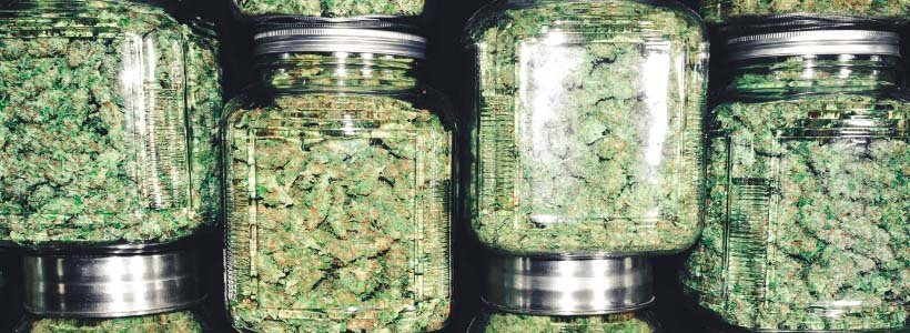 Interdiction de vente des fleurs de CBD : suspendue le 24/01 12 Titre 4 jpeg 4