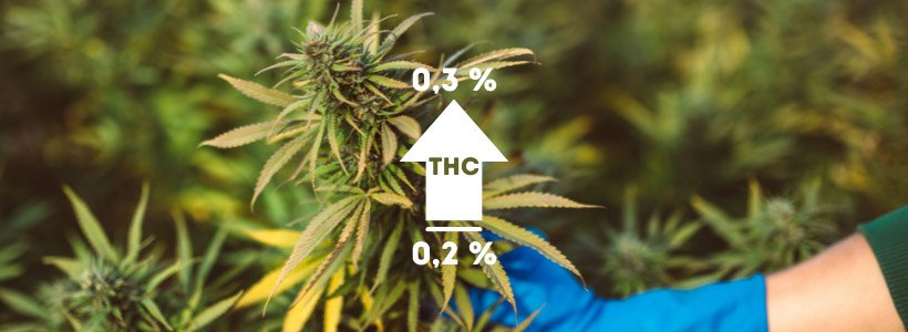 Interdiction de la vente de fleurs de CBD, depuis le 3 janvier 24 Titre 4 jpeg 7