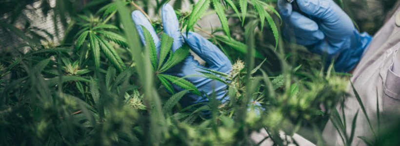 Interdiction de la vente de fleurs de CBD, depuis le 3 janvier 26 Titre 5 jpeg 4