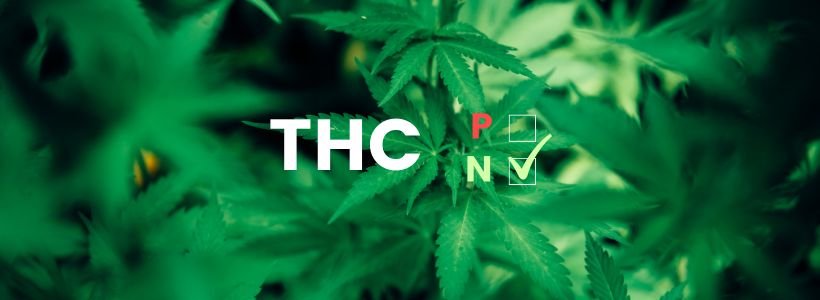 elfbar nachfüll pod läuft aus CBD et Tests Salivaires : Tout savoir en 10 points